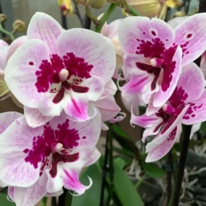 Ready to Flower Size Phalaenopsis PP1184