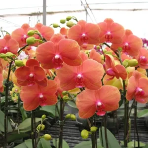 Ready to Flower Size Phalaenopsis PP416