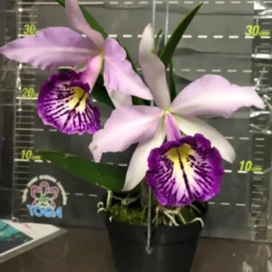 Brassocattleya Tetradip Blooming Size