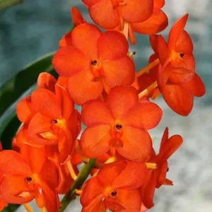 Ascocenda Suksamran Sunlight Blooming Size