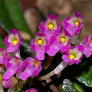 Schoenorchis Scolopendria Blooming Size (Miniature Orchid)
