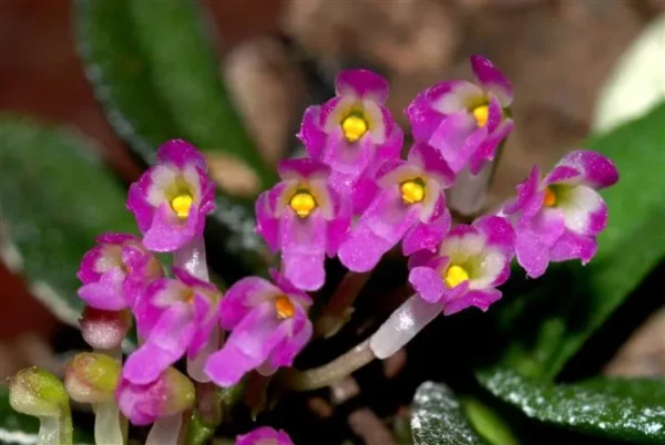 Schoenorchis Scolopendria Blooming Size (Miniature Orchid)