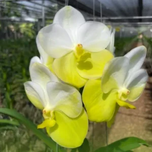 Vanda Renu Gold Blooming Size