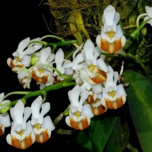 Phalaenopsis Lobbii