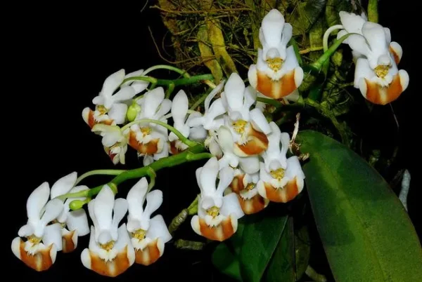 Phalaenopsis Lobbii