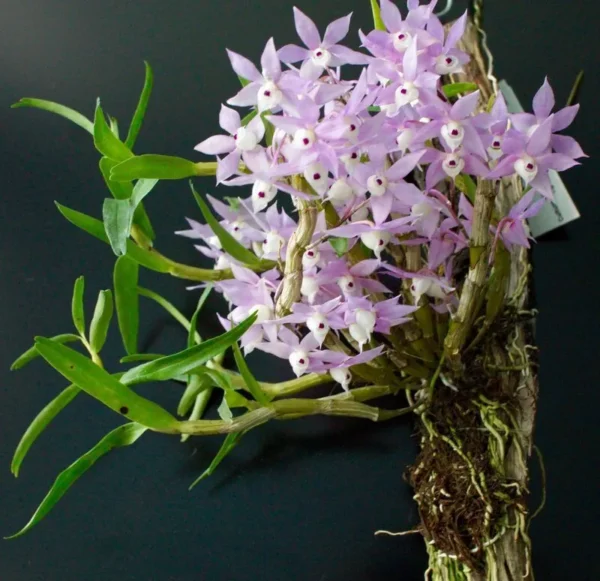 Dendrobium Hercoglossum Blooming Size (Fragrant)