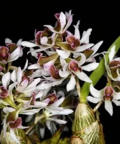 Buy Dendrobium Venustum Orchids Online