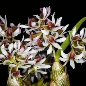Buy Dendrobium Venustum Orchids Online