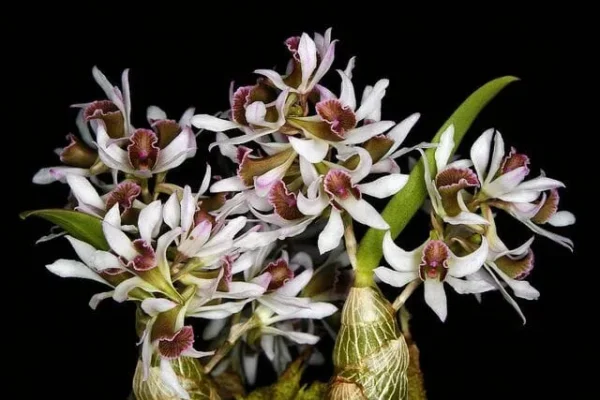 Buy Dendrobium Venustum Orchids Online