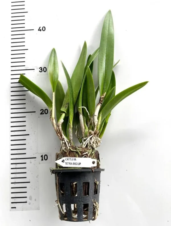 Brassocattleya Tetradip Blooming Size - Image 2