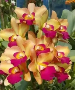 Rhyncattleanthe River Kwai Floating Blooming Size