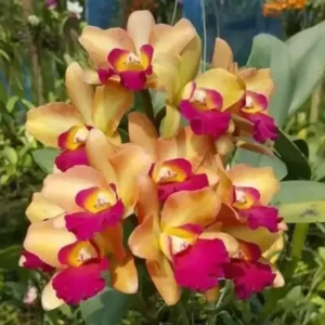 Rhyncattleanthe River Kwai Floating Blooming Size