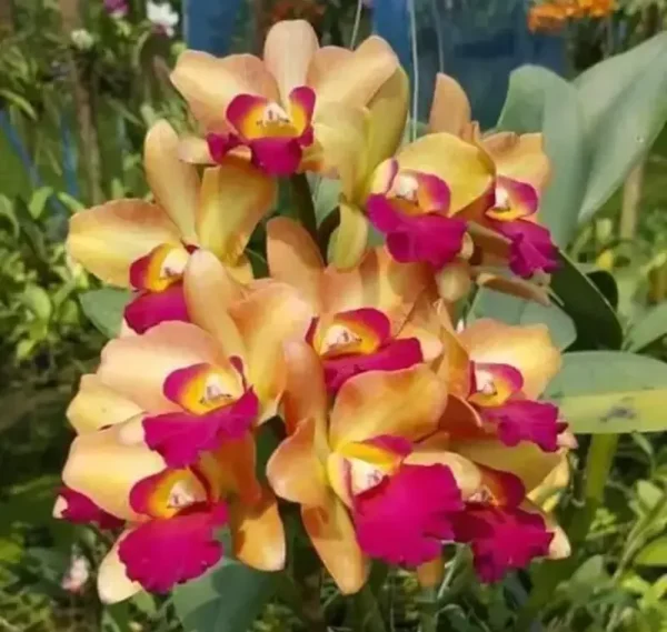 Rhyncattleanthe River Kwai Floating Blooming Size