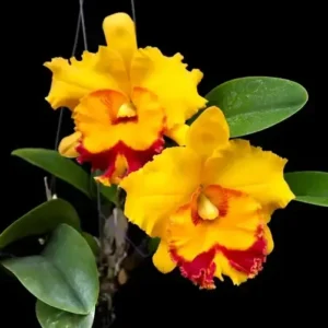 Cattleya Paithoon Delight Big Size