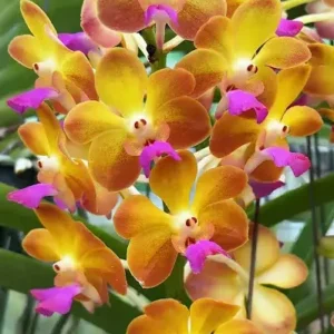 Ascocenda Sunshine Pink Lip Blooming Size