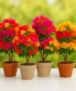 Bougainvillea Collection