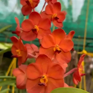 Vanda Orange 647 Blooming Size