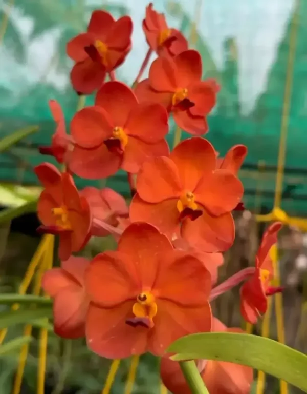 Vanda Orange 647 Blooming Size