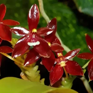 Phalaenopsis Cornu Cervi Red Blooming Size