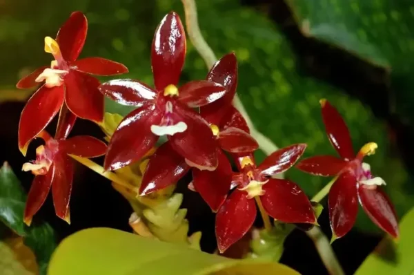 Phalaenopsis Cornu Cervi Red Blooming Size