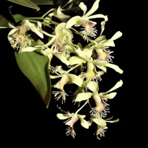 Dendrobium Delacourii Blooming Size (Fragrant)