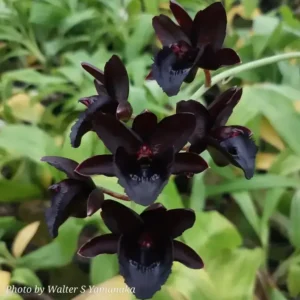 Fredclarkeara Kelly Longley - Black Orchid