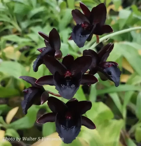 Fredclarkeara Kelly Longley - Black Orchid