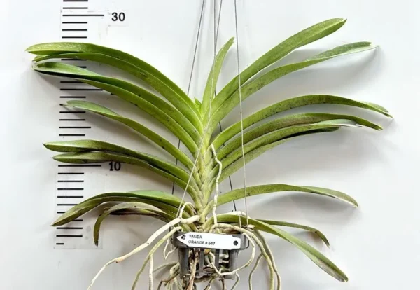 Vanda Orange 647 Blooming Size - Image 2