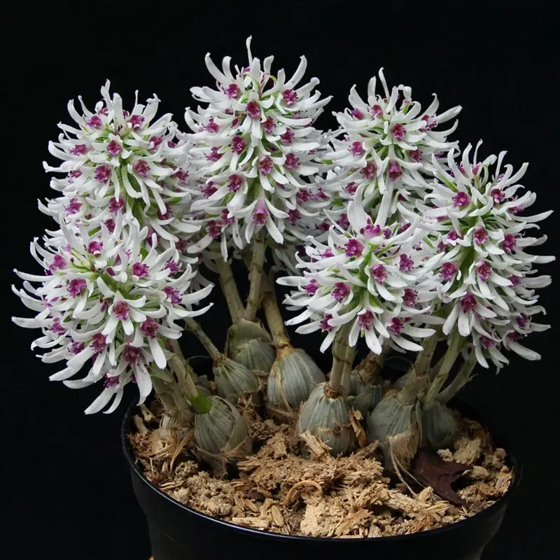 Dendrobium Peguanum Blooming Size