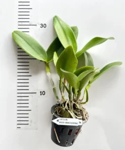 Alternative view of Rhyncattleanthe River Kwai Floating Blooming Size