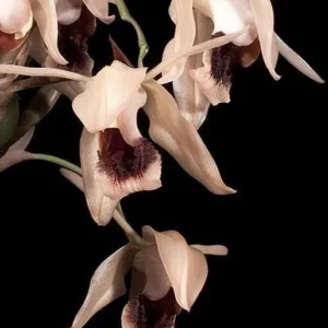 Coelogyne Xyrekes Blooming Size