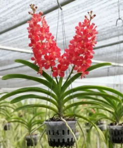 Ascocenda Bankok Sunset x Storiai