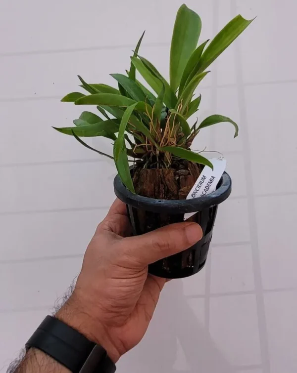 Macradenia Multiflora - Image 2