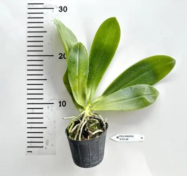 Phalaenopsis Tetraspis Alba Fragrant (Fragrant) - Image 2