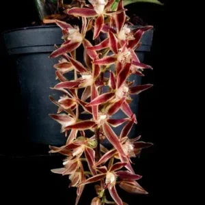 Macradenia Multiflora