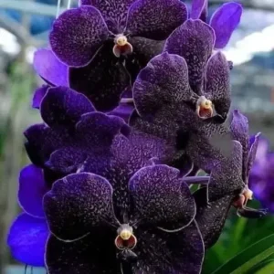 Vanda Gordon Dillon X Dr AnekBitz Blooming Size