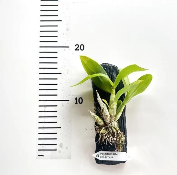 Dendrobium Delacourii Blooming Size (Fragrant) - Image 2
