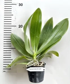 Alternative view of Phalaenopsis Tetraspis ‘Alba’ x Green Blooming Size