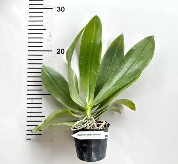 Phalaenopsis Tetraspis ‘Alba’ x Green Blooming Size - Image 2