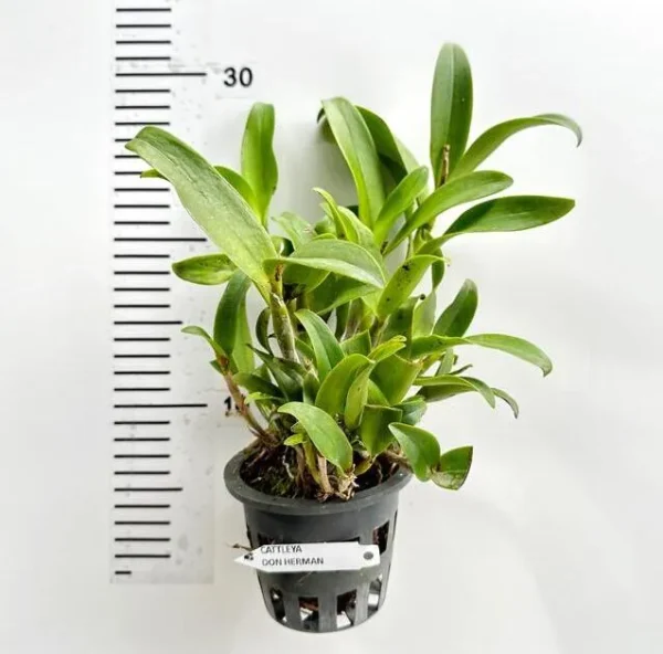 Cattleya Don Herman Blooming Size - Image 2