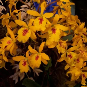 Cattleya Don Herman Blooming Size