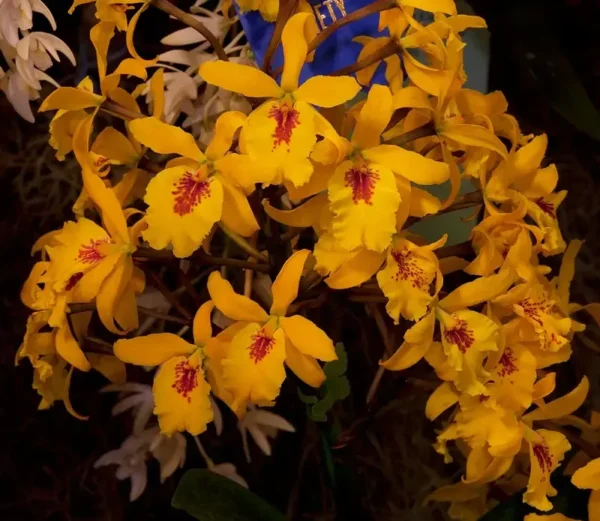 Cattleya Don Herman Blooming Size