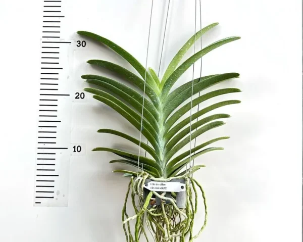 Vanda Gordon Dillon X Dr AnekBitz Blooming Size - Image 2