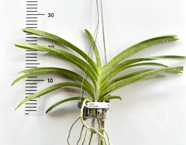 Vanda NP Orange Blooming Size - Image 2