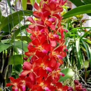 Ascocenda Bankok Sunset x Storiai