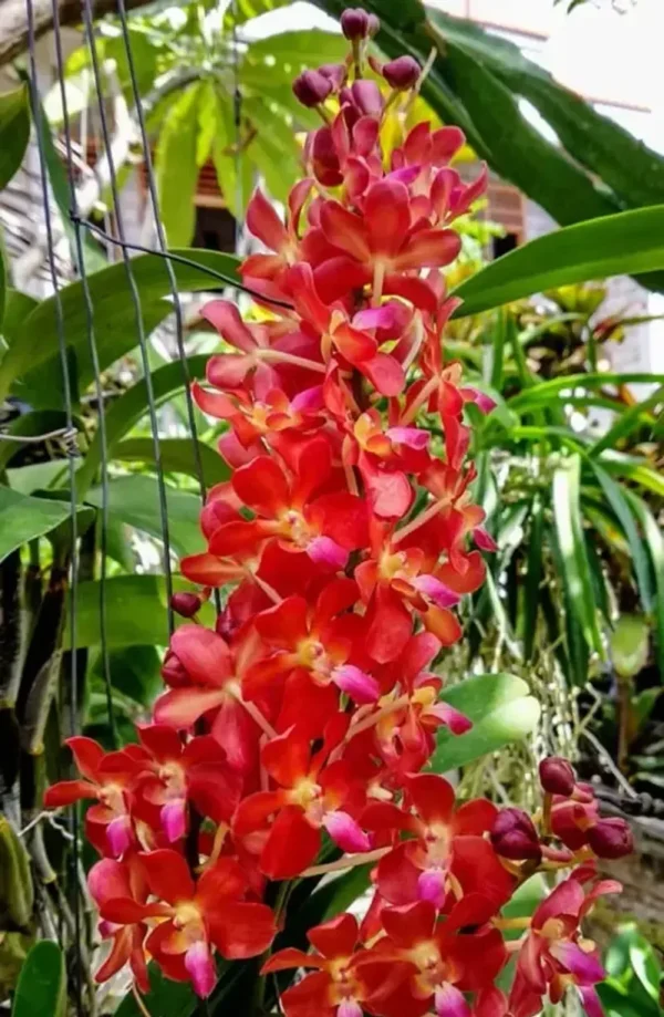 Ascocenda Bankok Sunset x Storiai