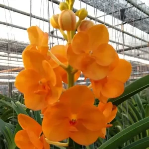 Vanda NP Orange Blooming Size