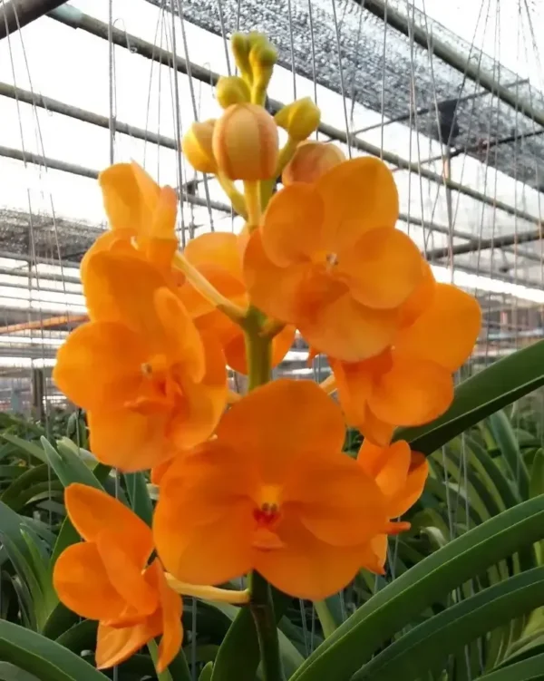 Vanda NP Orange Blooming Size