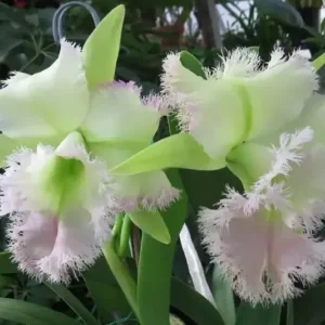 Cattleya Golf Green Blooming Size