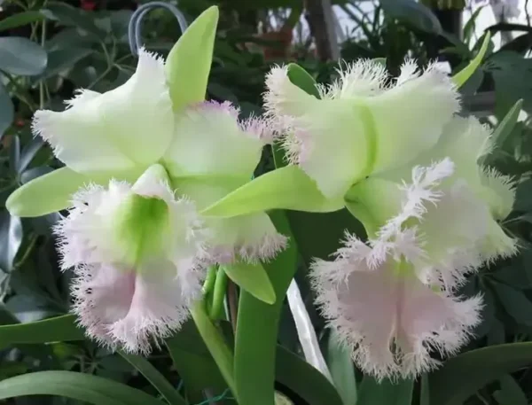 Cattleya Golf Green Blooming Size